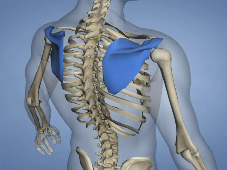 imagem ilustrativa dos ossos do corpo humano.